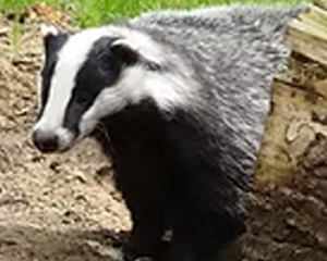 Badger - Commonly Trapped Furbearer Missouri Trappers Assocation