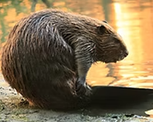 Beaver - Commonly Trapped Furbearer Missouri Trappers Assocation