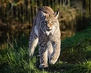 Bobcat - Commonly Trapped Furbearer Missouri Trappers Assocation
