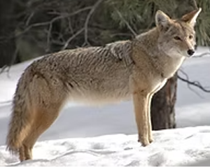 Coyote - Commonly Trapped Furbearer Missouri Trappers Assocation