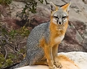 Gray Fox - Commonly Trapped Furbearer Missouri Trappers Assocation
