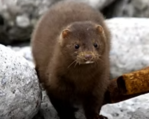 Mink - Commonly Trapped Furbearer Missouri Trappers Assocation