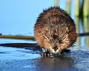 Muskrat - Commonly Trapped Furbearer Missouri Trappers Assocation