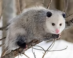 Opossum - Commonly Trapped Furbearer Missouri Trappers Assocation