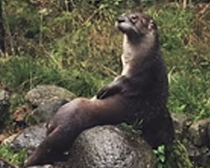 Otter - Commonly Trapped Furbearer Missouri Trappers Assocation