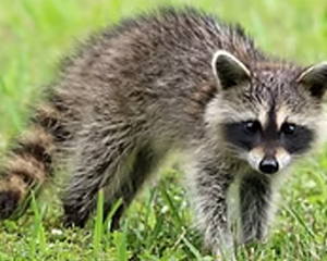 Raccoon - Commonly Trapped Furbearer Missouri Trappers Assocation