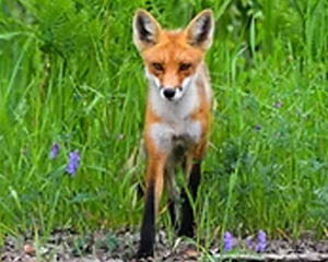 Red Fox - Commonly Trapped Furbearer Missouri Trappers Assocation
