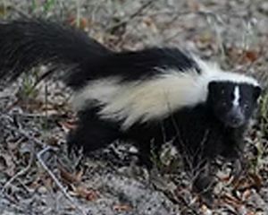 Skunk - Commonly Trapped Furbearer Missouri Trappers Assocation